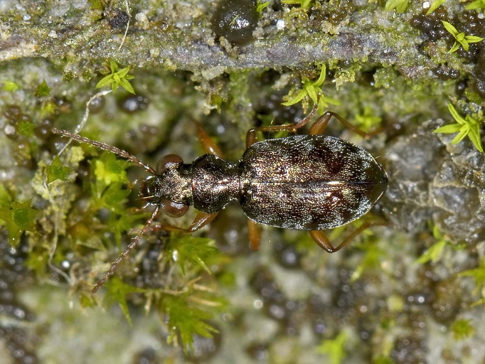 Asaphidion ..ma quali? A. austriacum